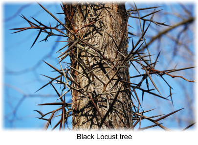 Black Locust tree