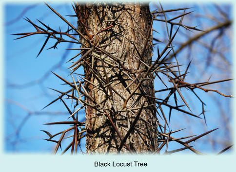 Black Locust Tree
